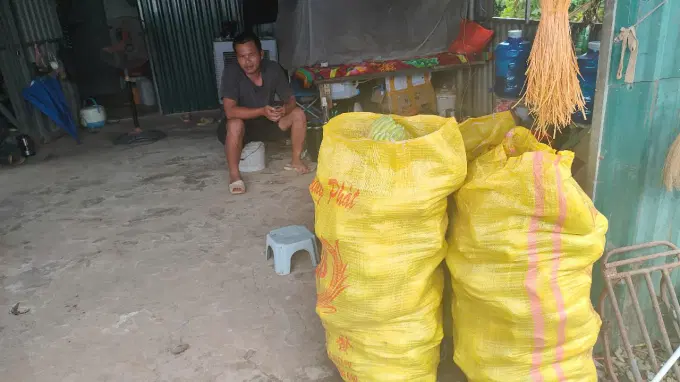 Thương lái sẵn sang tới tận vườn chờ thu mua phật thủ. Ảnh: Phương Vy