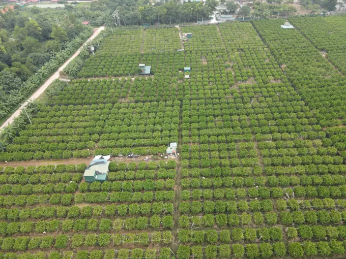 Xã Liên Châu hiện đang hình thành vùng trồng phật thủ ven sông với diện tích khoảng gần 30ha. Ảnh: PV