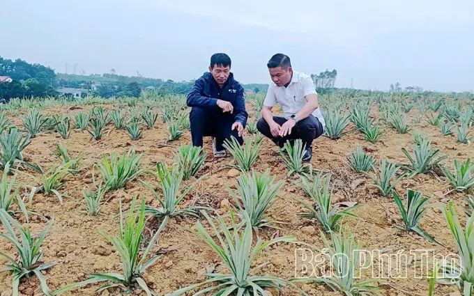 Mô hình thí điểm trồng dứa mật trên diện tích 2ha của hộ ông Nguyễn Tiểu Thiên ở khu 6 Trung Giáp.