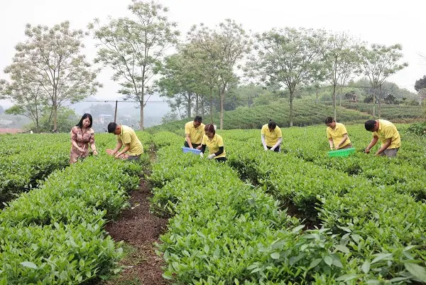 Vùng chè của HTX Hương Vân Trà. Ảnh: Quang Linh.